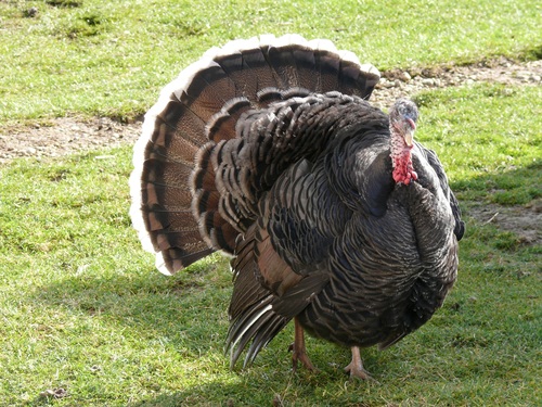 Wild Turkey Stock Photo 03