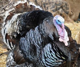 Wild Turkey Stock Photo 04