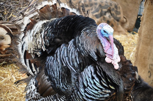 Wild Turkey Stock Photo 04