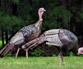 Wild Turkey Stock Photo 05