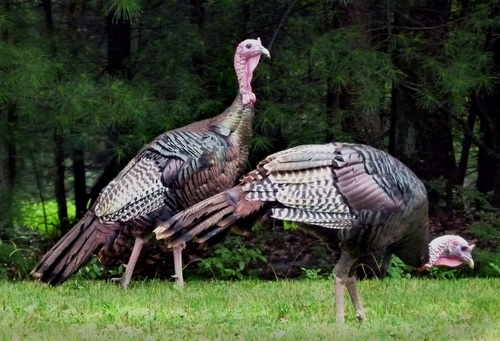 Wild Turkey Stock Photo 05