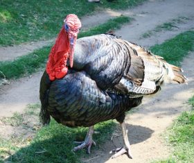 Wild Turkey Stock Photo 06