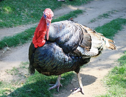 Wild Turkey Stock Photo 06