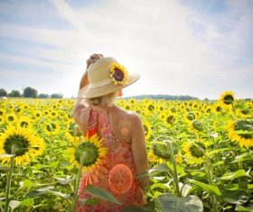 Woman in sunflower field Stock Photo