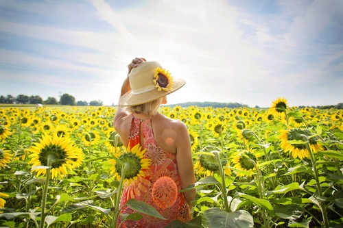 Woman in sunflower field Stock Photo