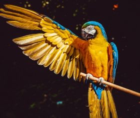 Yellow Macaw with wings Stock Photo