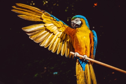 Yellow Macaw with wings Stock Photo
