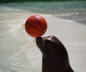 Zoo sea lion show Stock Photo