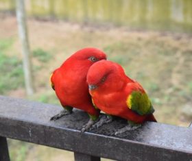 a pair of red couple parrots Stock Photo
