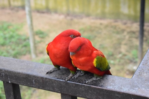 a pair of red couple parrots Stock Photo