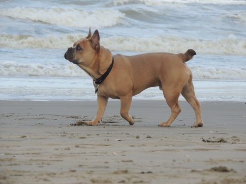 a pug walking by the sea Stock Photo