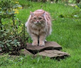 a stray cat Stock Photo