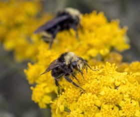 bee collecting nectar Stock Photo 01