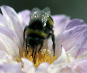 bee collecting nectar Stock Photo 02
