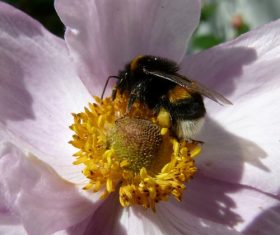 bee collecting nectar Stock Photo 03
