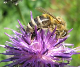 bee collecting nectar Stock Photo 04