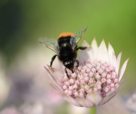 bee collecting nectar Stock Photo 05