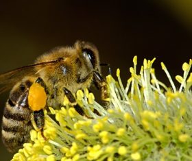 bee collecting nectar Stock Photo 06