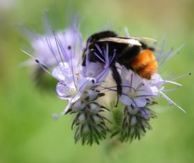 bee collecting nectar Stock Photo 07