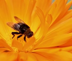bee collecting nectar Stock Photo 08