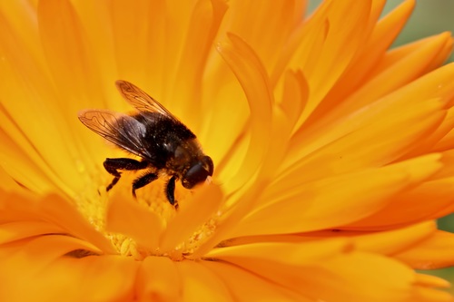 bee collecting nectar Stock Photo 08