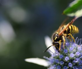 bee collecting nectar Stock Photo 09