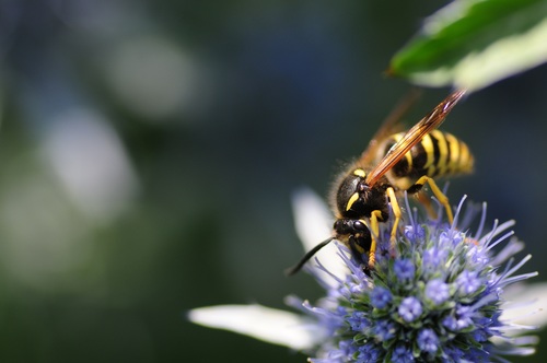 bee collecting nectar Stock Photo 09
