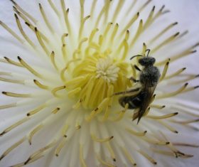 bee collecting nectar Stock Photo 10