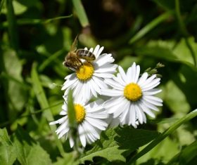 bee collecting nectar Stock Photo 11