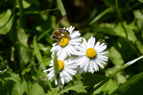 bee collecting nectar Stock Photo 11