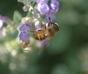 bee collecting nectar Stock Photo 12