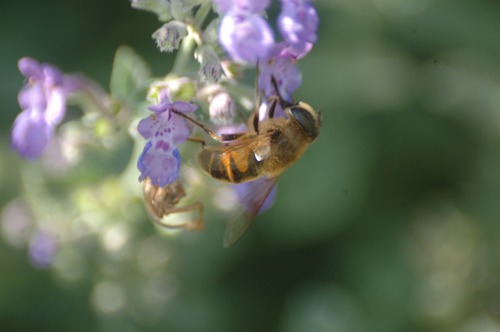 bee collecting nectar Stock Photo 12