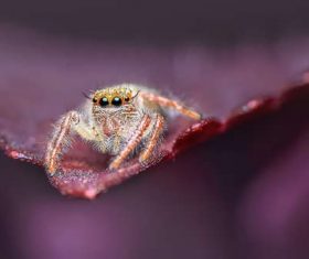jumping spider Stock Photo 01