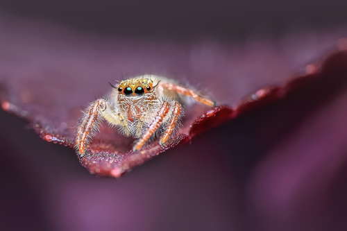 jumping spider Stock Photo 01