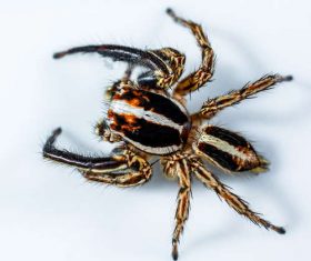 jumping spider Stock Photo 02
