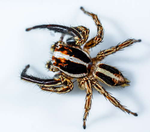 jumping spider Stock Photo 02