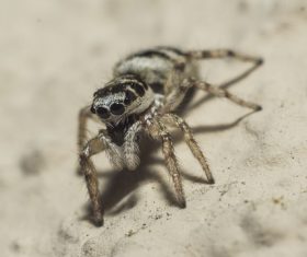 /jumping spider Stock Photo 03