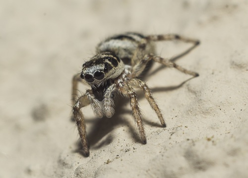 /jumping spider Stock Photo 03