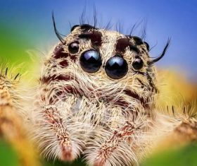 jumping spider Stock Photo 04