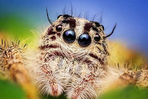 jumping spider Stock Photo 04