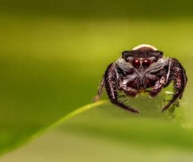 jumping spider Stock Photo 05