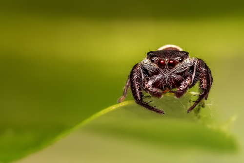 jumping spider Stock Photo 05