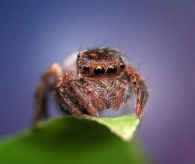 jumping spider Stock Photo 06
