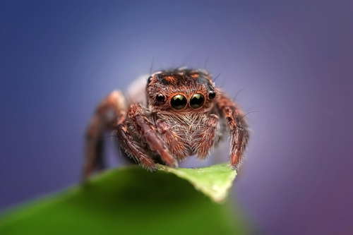 jumping spider Stock Photo 06