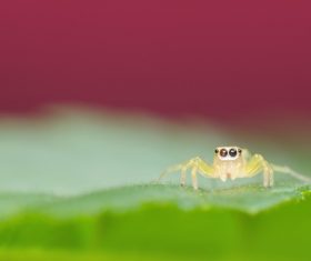 jumping spider Stock Photo 07
