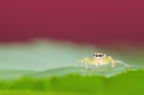 jumping spider Stock Photo 07