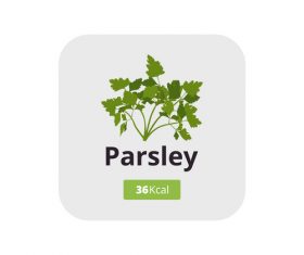 parsley vector icon