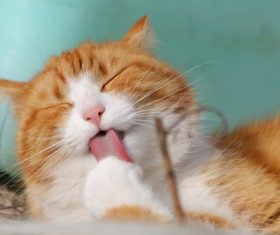 A cat licking its paws Stock Photo