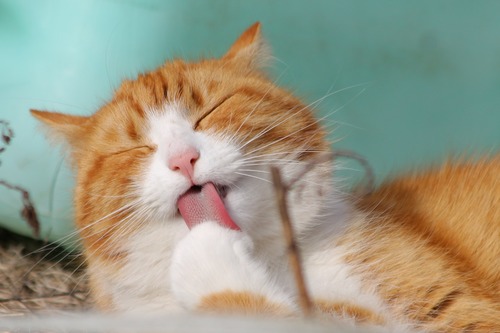A cat licking its paws Stock Photo