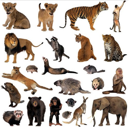 African Animals free vector